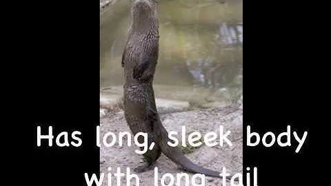 Create an Animation using Animation & Drawing from Do Ink for Science Class