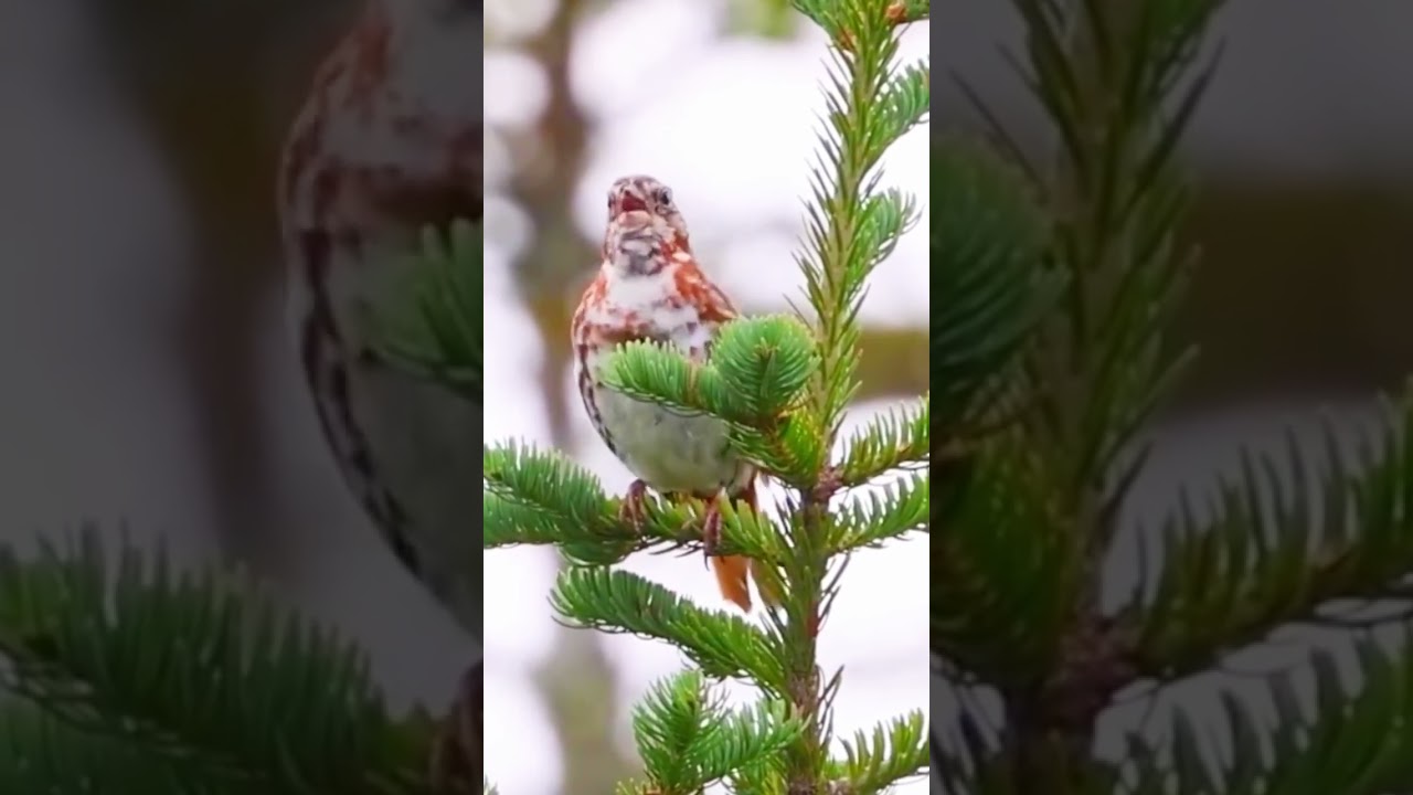 Red fox sparrow (Passerella iliaca iliaca)