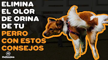 ¿Cómo eliminar definitivamente el olor a orina de perro?