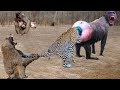 Epic Battle Of King Monkey Vs Leopard - The God can't help Mother Monkey save Cubs escape of Leopard
