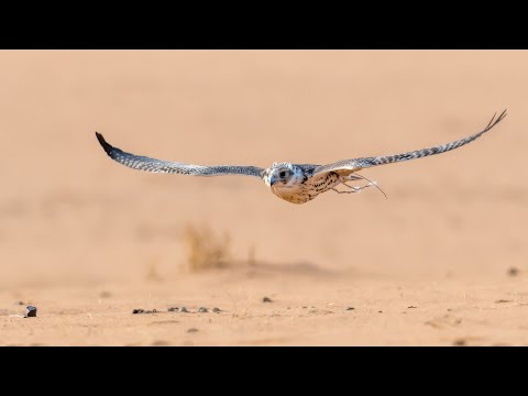 Video: Magnificent falcon: pangangaso ng ibon