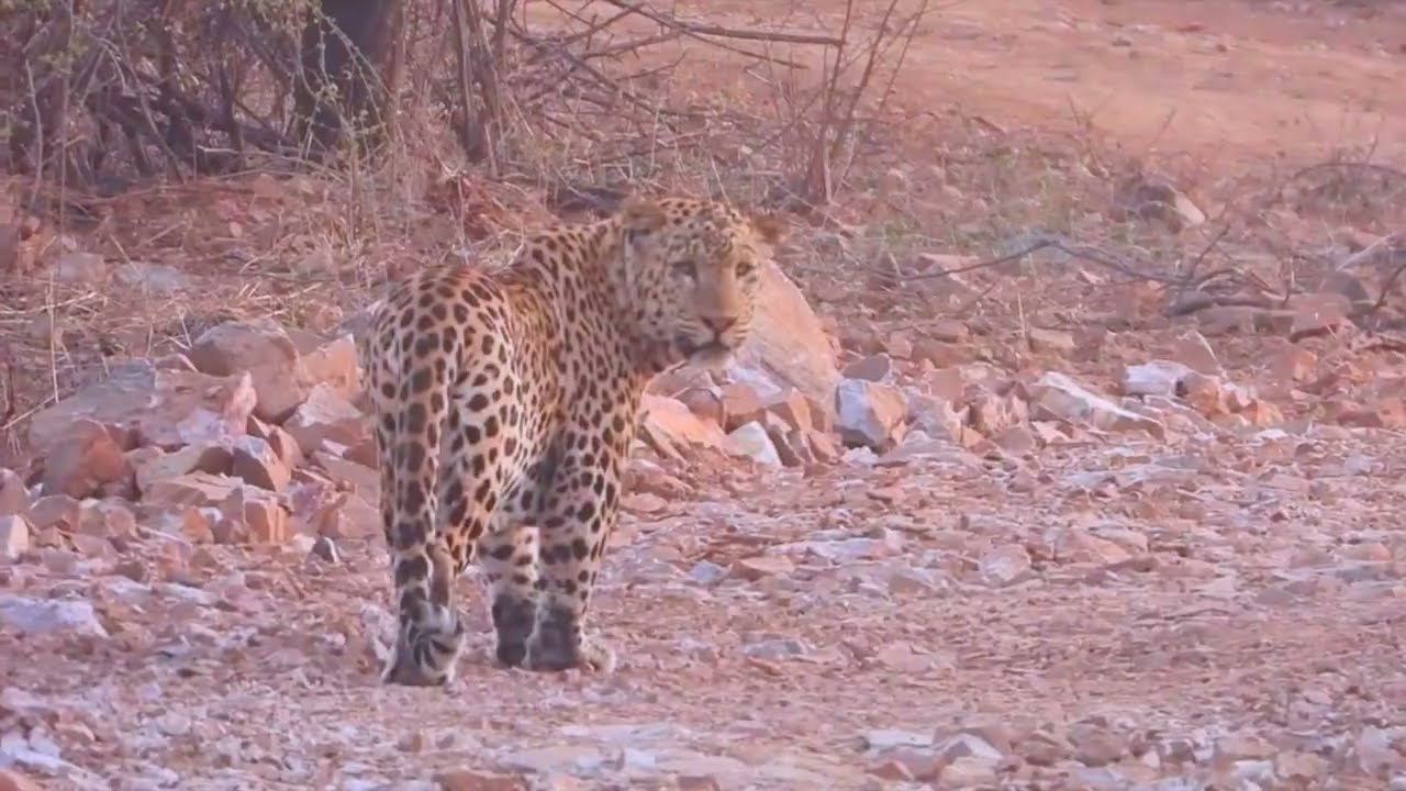 Amagarh Leopard Reserve