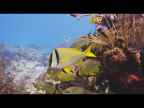 Florida Travel 360°Video: Boca Raton Reef Scuba Diving