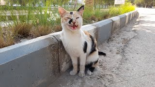 Calico Cat  is meowing so sweet by JunPetsWorld 193 views 2 years ago 3 minutes, 8 seconds