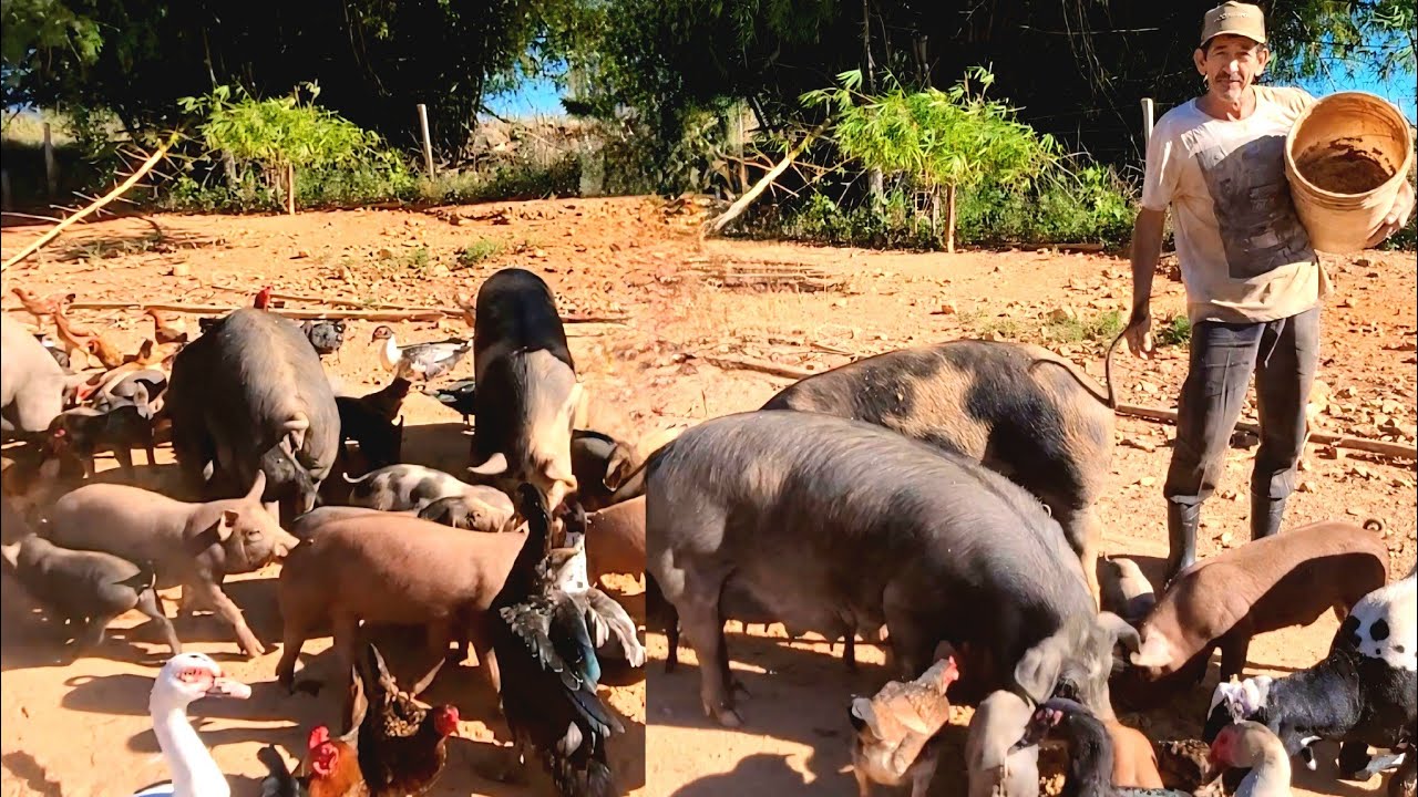 CRIAÇÃO DE PORCO, PRINCIPAIS DICAS PRA PEQUENOS CRIADORES