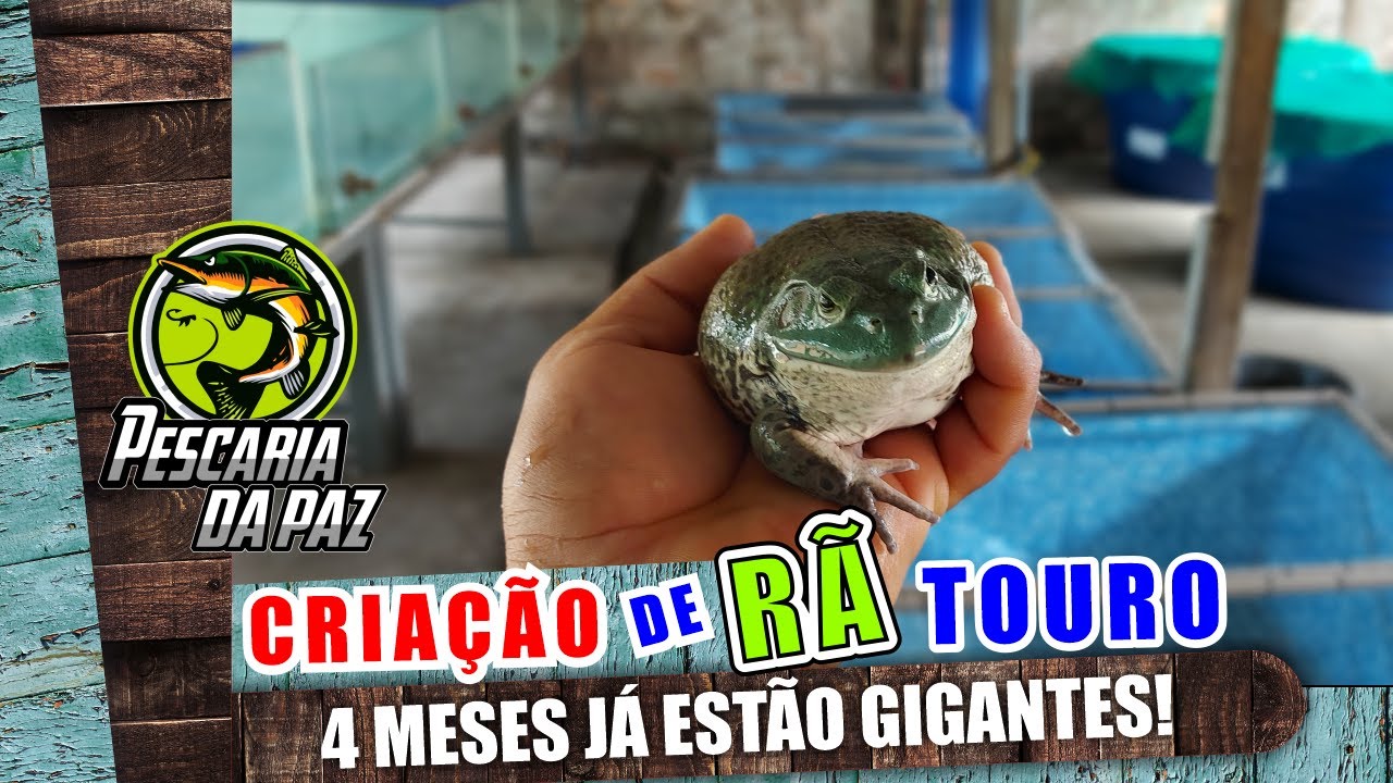 CRIAÇÃO DE RÃ TOURO | 4 MESES JA ESTÃO GIGANTES!