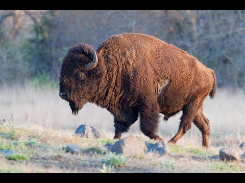 Видео: Дикая природа тропического леса Большой Медведицы Канады поразит вас - Matador Network