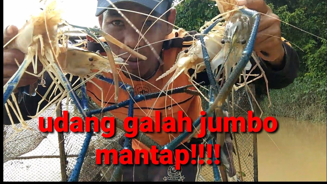 perangkap ikan dan udang (sicapit biru) mantap!!! UCU mania