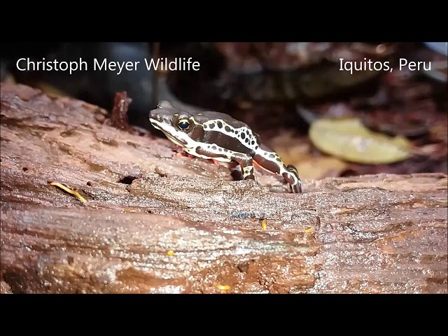 Pebas stubfoot toad (Atelopus spumarius) class=