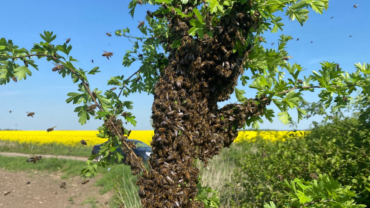5 rój który mnie już nie cieszy