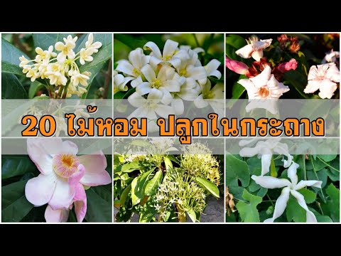 20 ต้นไม้ดอกหอม ปลูกในกระถาง ตัดแต่งได้ The fragrant flower tree can be grown in a pot, can be cut.