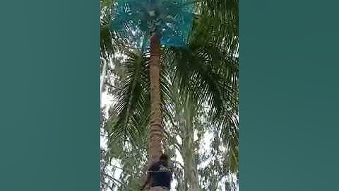 Coconut Tree Fall Arrest Safety Nets Installation Procedure Demonstrated by Sreenivas Ent.7676882963