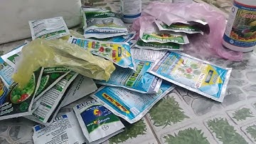 chia sẻ phần thuốc cho hoa cúc đại đóa đợt 1