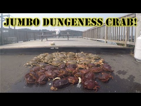 SHORE CRABBING-BEST KEPT SECRET! CONSISTENT BIG DUNGENESS! I'LL SHOW YOU HOW  AND WHERE! 