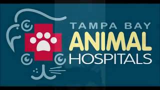 Canine Physical Rehabilitation: Speedy's Story by TampaBayVets 61 views 6 years ago 2 minutes