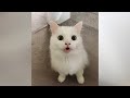 CATS going CRAZY! - Funniest CATNIP reactions and much more :)