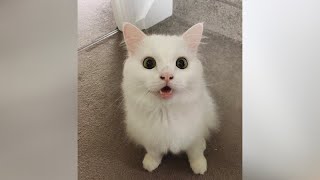 Cats Going Crazy! - Funniest Catnip Reactions And Much More :)