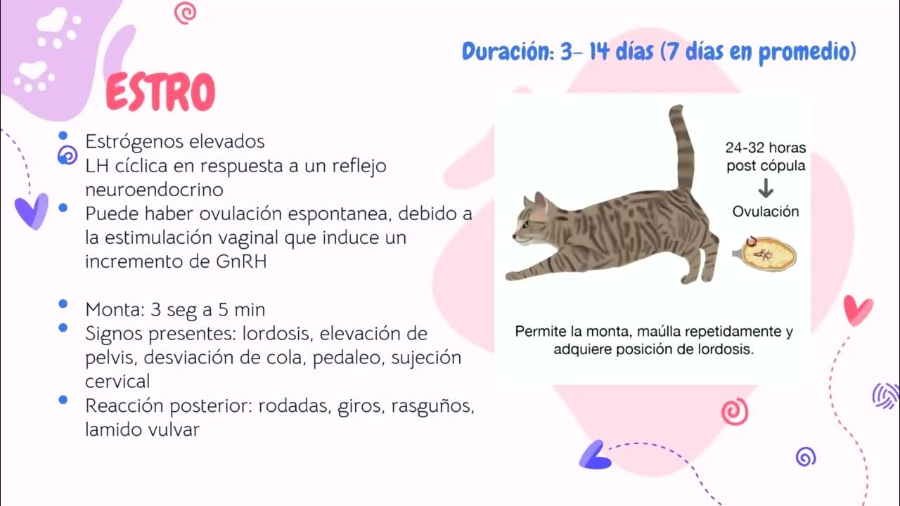 Ciclo Estral en gata - YouTube