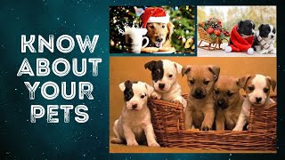 Cute Pets For friends and Family | Cute Puppies | Dogs For Home | Friendly pets | Dogs Breed | Pets by PETS CANDY 20 views 1 year ago 2 minutes, 43 seconds