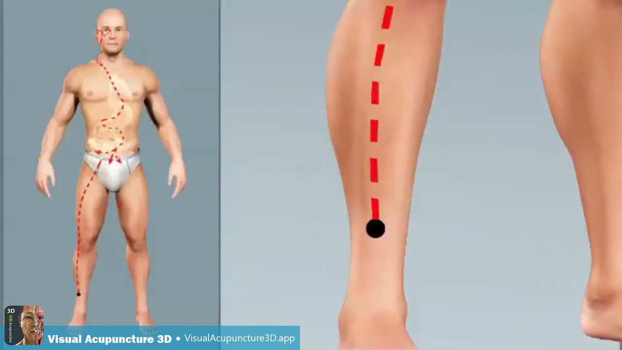 Small intestine meridian - animation