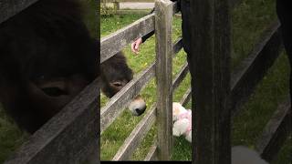 Hold The Camera, Im Going To Stroke The Donkey