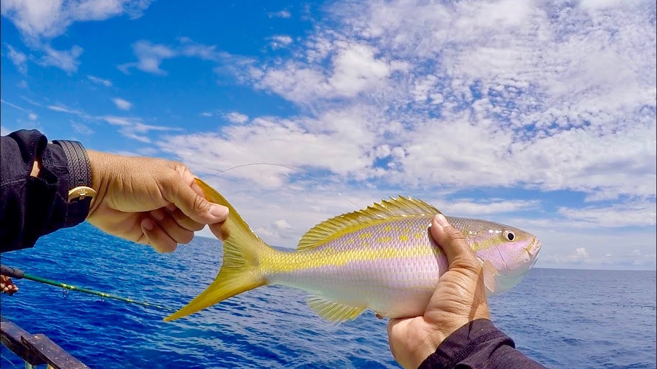 Why Do YELLOWTAIL SNAPPER Love This LURE So Much?!?! 