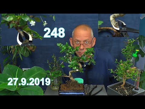 Video: Carmona Bonsai: Pflegen Sie Ihren Teebaumbonsai Zu Hause. Was Tun, Wenn Blätter Von Blühendem Carmona Fallen? Wie Wählt Man Beleuchtung?