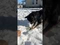 Our dog digging in the snow for his ball! #blueheeler #snow #cutedog