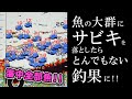 海中全部魚のここにサビキを落としてみよう!!