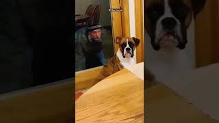 #dog #fannydogs #funny #funnydogs #funnydog #fannyanimals #animals