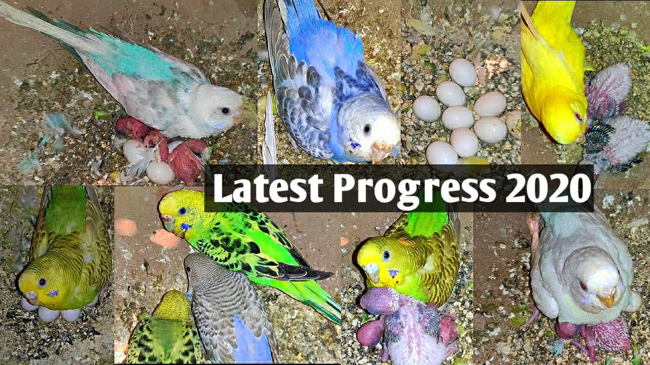 Progress Budgies Parrots Colony