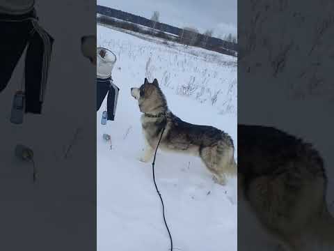 Video: Pasma Alaskanskega Malamutnega Psa Hipoalergena, Zdravje In življenjska Doba