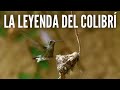 Nuestra amiga colibrì! Maravilla  de la naturaleza! Anidò en nuetro hogar😍 Documental completo Cap.1