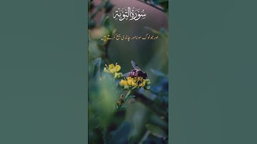 سورة الحجر urdu translation ke sath quran suno shifa hogi #urdutranslation  #urdulanguage  #urdutran