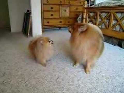Pomeranian "twins" barking contest - YouTube