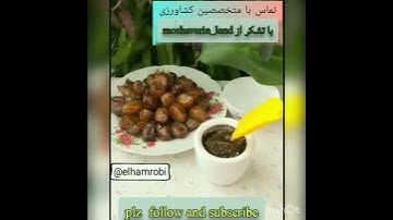 کاشت خرما   planting dates
