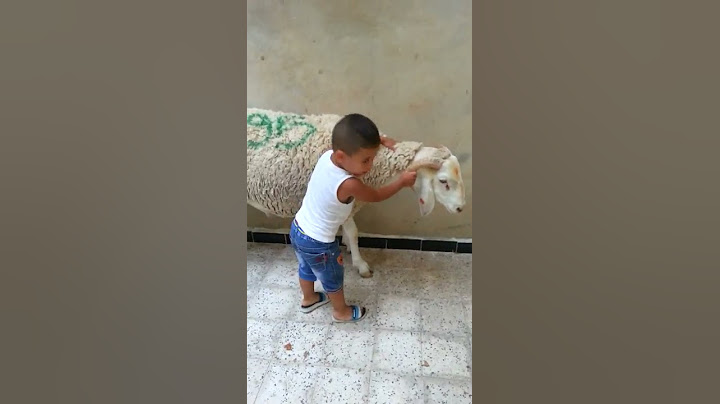 طفل عمره ثلاث سنواتٍ لا يخشى الكبش
