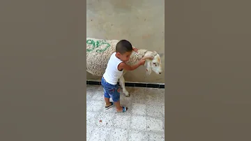 طفل عمره ثلاث سنوات لا يخشى الكبش 