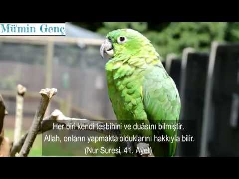 Kur'an'da Kuşlar (SubhanAllah) - Tefekkür Zamanı