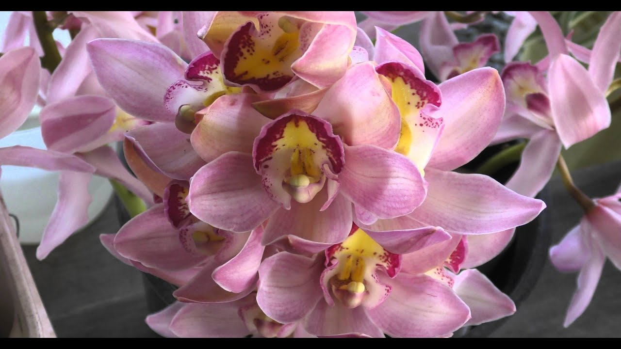 Xylophone music YouTube