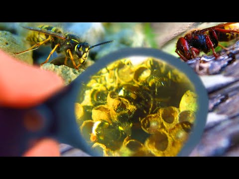 Video: Bumblebee Shelter - Hvordan lage et humlereir for hagen