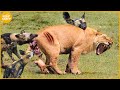 35 lions wrath moments when the lion cub was attacked by a pack of wild dogs  animal fight