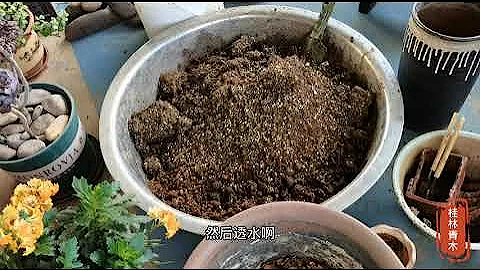 大家要的多肉植物配土來了，即省錢又好養多肉 - 天天要聞