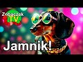 Jamnik - ZobaczekTV