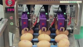 Zenyer 102 B Egg grading Machine