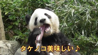 5/14②シャオシャオ大きなタケノコにご満悦大きな口を開けて美味しそうgiantpanda @tokyo 上野動物園