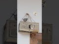 Bird house/Chidiya Ka Ghar/Bird Home With Carton Box/Bird House With Cardboard Box/Bird Nest #shorts