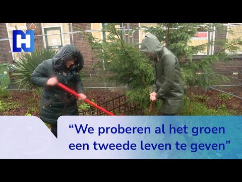 Video: Wanneer is de struikrover van plan terug te keren?