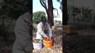Beginner Beekeeping: Beehive Biosecurity: Clean Tools the Right Way