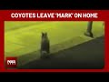 VIDEO: Coyote pack circle, leave territorial ‘mark’ on Las Vegas Valley homeowner’s lawn